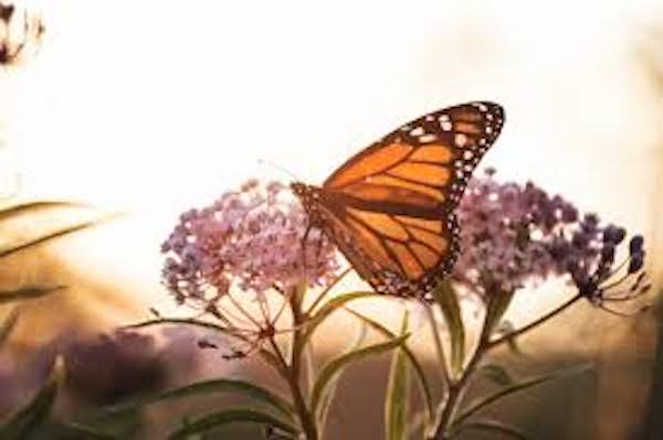 butterfly