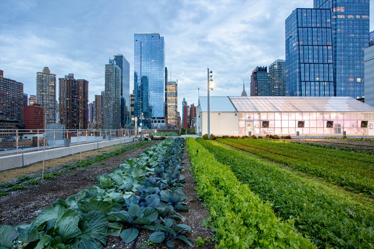 Rows of vegetables grow on the Javits Center rooftop farm with the Manhattan skyline in the background
