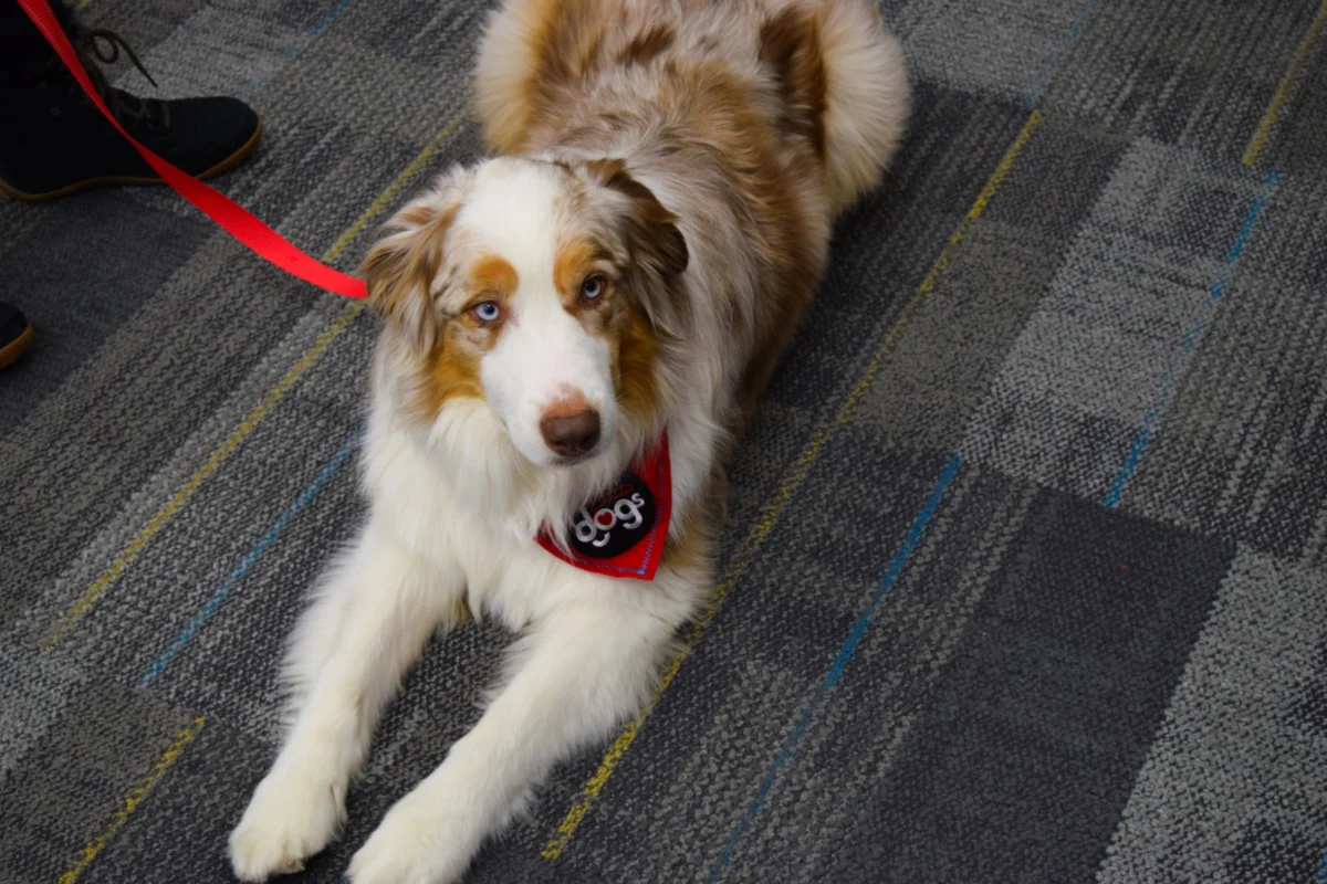 A blue-eyed therapy dog wearing a red Ottawa Therapy Dogs bandana lies on a patterned carpet.